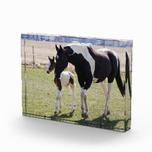 Mare und Filly Walking Fotoblock