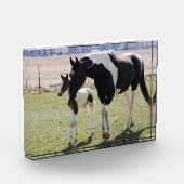 Mare und Filly Walking Fotoblock (Links)