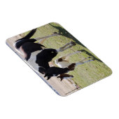 Mare und Filly Walking Magnet (Rechte Seite)