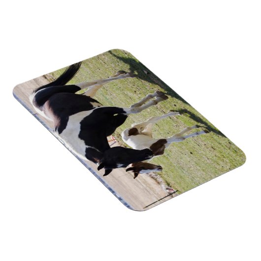 Mare und Filly Walking Magnet (Rechte Seite)