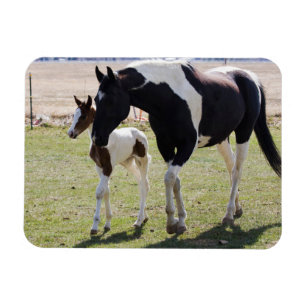 Mare und Filly Walking Magnet