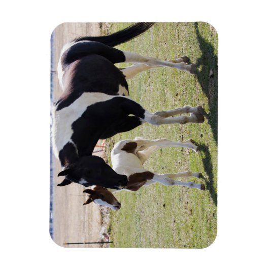 Mare und Filly Walking Magnet (Vertikal)