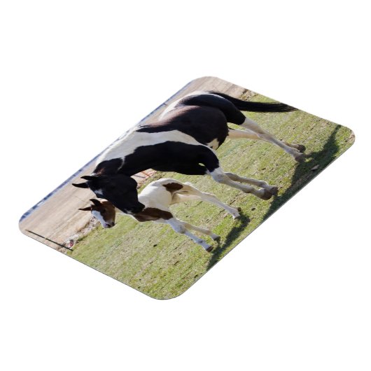 Mare und Filly Walking Magnet (Linke Seite)