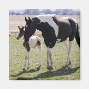 Mare und Filly Walking Magnet
