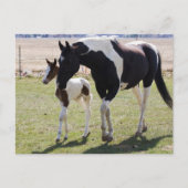 Mare und Filly Walking Postkarte (Vorderseite)