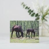 Mare und Fohlen perfekt synchron Postkarte (Stehend Vorderseite)