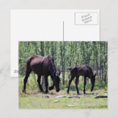Mare und Fohlen perfekt synchron Postkarte (Vorne/Hinten)