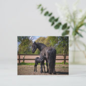 Mare und Fohlen Postkarte (Stehend Vorderseite)