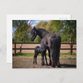Mare und Fohlen Postkarte (Vorne/Hinten)