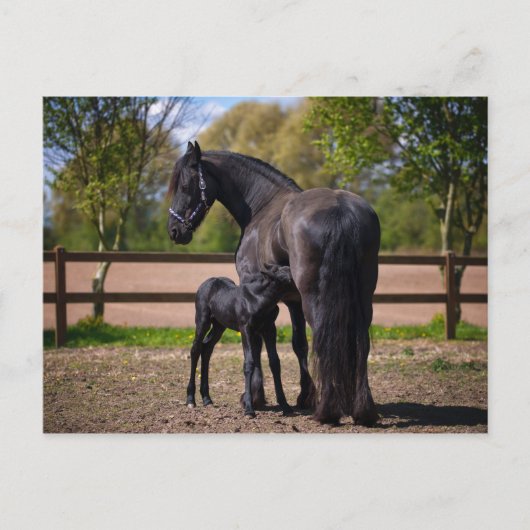 Mare und Fohlen Postkarte (Vorderseite)