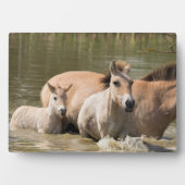 Mare with Foal Crossing a River Fotoplatte (Vorderseite)