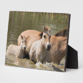 Mare with Foal Crossing a River Fotoplatte (Seite)