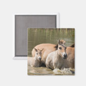 Mare with Foal Crossing a River Magnet (Vorderseite/Rückseite)
