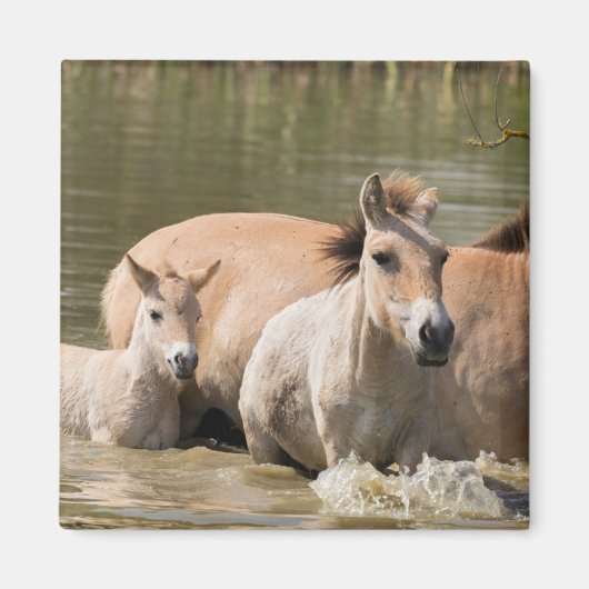 Mare with Foal Crossing a River Magnet (Vorne)