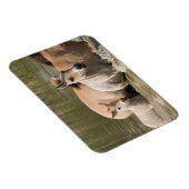 Mare with Foal Crossing a River Magnet (Rechte Seite)