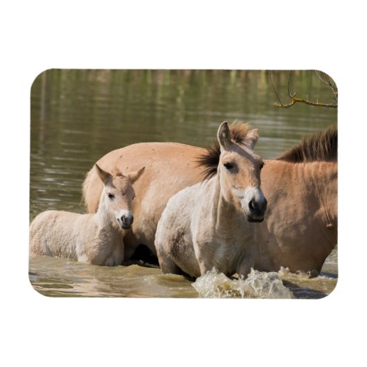 Mare with Foal Crossing a River Magnet (Horizontal)
