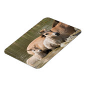 Mare with Foal Crossing a River Magnet (Linke Seite)