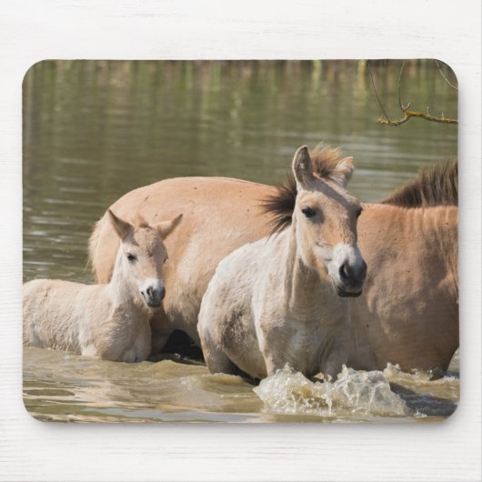 Mare with Foal Crossing a River Mousepad (Vorne)