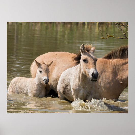 Mare with Foal Crossing a River Poster (Vorne)