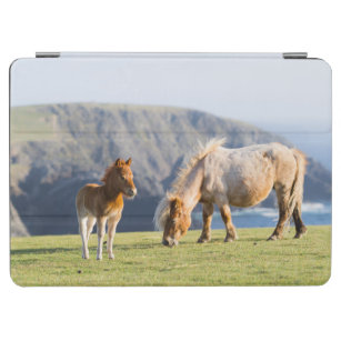 Mare with Foal, Shetland Islands, Schottland iPad Air Hülle