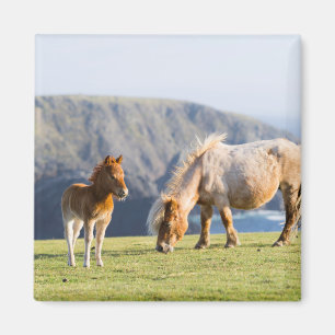 Mare with Foal, Shetland Islands, Schottland Magnet