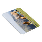 Mare with Foal, Shetland Islands, Schottland Magnet (Rechte Seite)