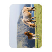 Mare with Foal, Shetland Islands, Schottland Magnet (Vertikal)