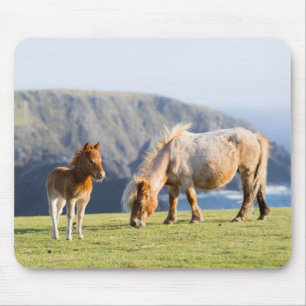 Mare with Foal, Shetland Islands, Schottland Mousepad