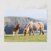 Mare with Foal, Shetland Islands, Schottland Postkarte (Vorderseite)