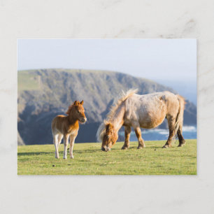 Mare with Foal, Shetland Islands, Schottland Postkarte