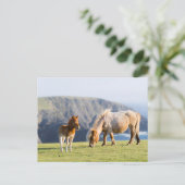 Mare with Foal, Shetland Islands, Schottland Postkarte (Stehend Vorderseite)