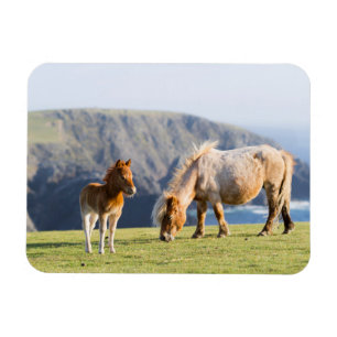 Mare with Foal, Shetland islands, Scotland Magnet
