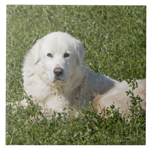 Maremma Schäferhund in der Weide tritt als ein Fliese (Vorderseite)