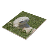 Maremma Schäferhund in der Weide tritt als ein Fliese (Seite)