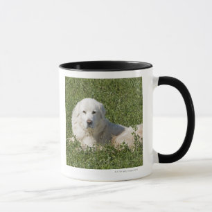 Maremma Schäferhund in der Weide tritt als ein Tasse