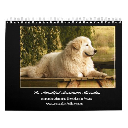 Maremma Schäferhund-Kalender Kalender (Titelbild)