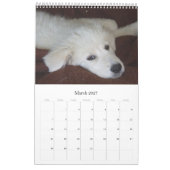 Maremma Schäferhund-Kalender Kalender (Mär 2027)
