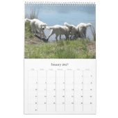 Maremma Schäferhund-Kalender Kalender (Jan 2027)