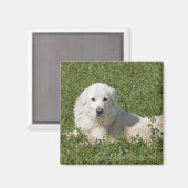 Maremma-Schafhund auf Weiden fungiert als Vieh Magnet (Vorderseite/Rückseite)