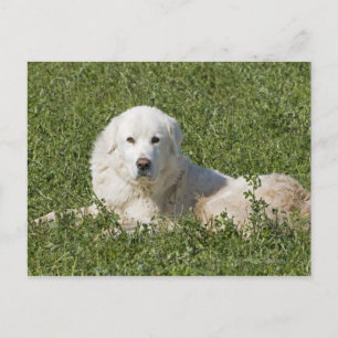 Maremma-Schafhund auf Weiden fungiert als Vieh Postkarte