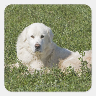 Maremma-Schafhund auf Weiden fungiert als Vieh Quadratischer Aufkleber