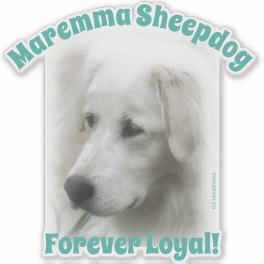 Maremma sheepdog Forever Loyal transparente Aufkle Aufkleber (Vorderseite)