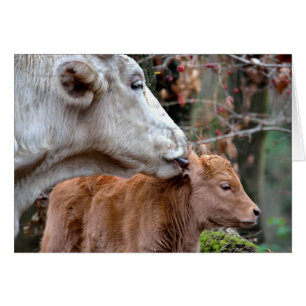 Maremmana Kuh Licking Calf