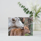 Maremmana Kuh Licking Calf Postkarte (Stehend Vorderseite)