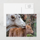 Maremmana Kuh Licking Calf Postkarte (Vorne/Hinten)