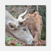 Maremmana Kuh schnuppert ihr Kalb Magnet (Vorne)