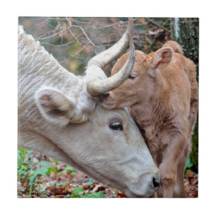 Maremmana Kuh und Kalb Fliese