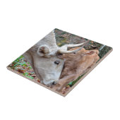 Maremmana Kuh und Kalb Fliese (Seite)