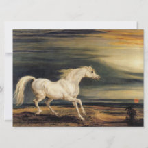 Marengo das Weiße Pferd