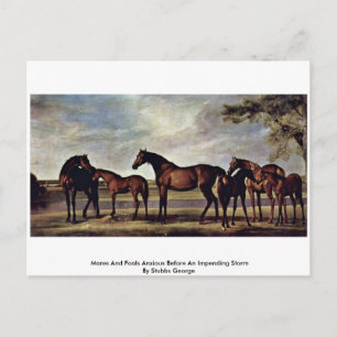 Mares and Foals ängstlich vor einem drohenden Stur Postkarte